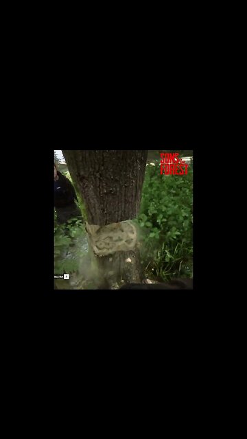 Sons of the Forest (Сыны Леса) 🌲🌳 #theforest #sonsoftheforest #forest #yosquad Part 0010