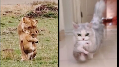 Mother’s love is great |cute cat funny video|