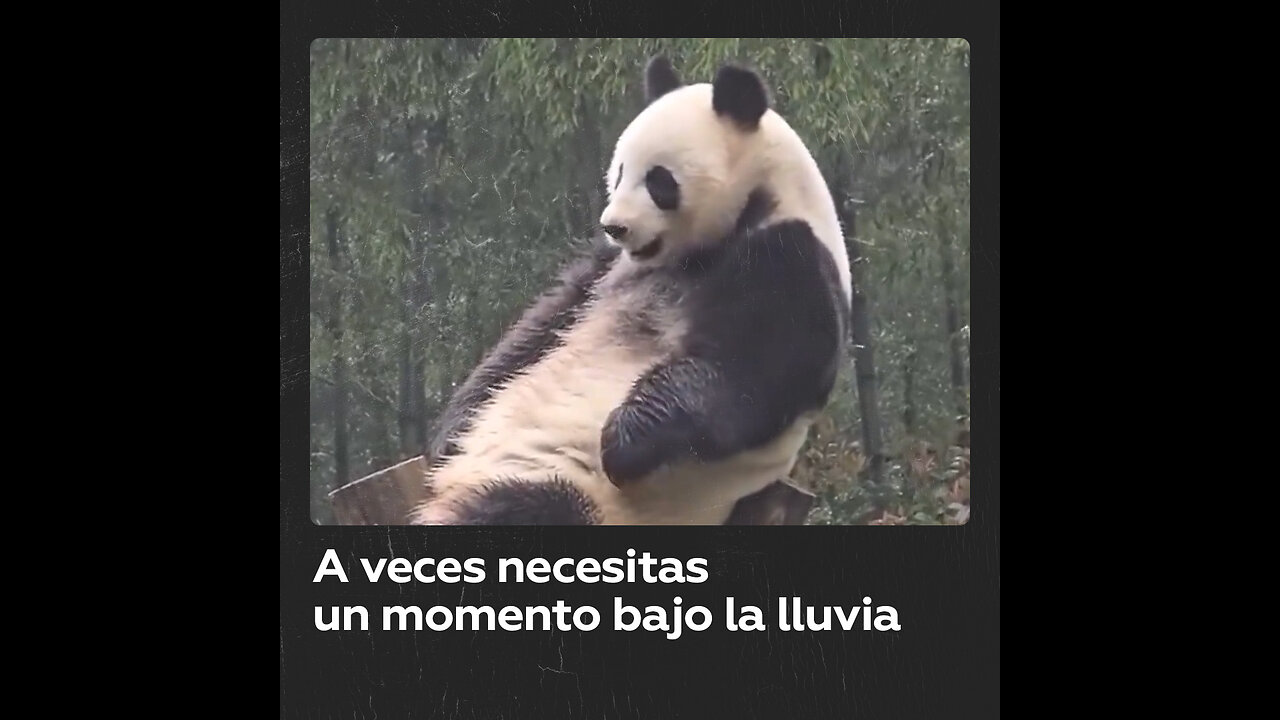 Panda gigante disfruta de la lluvia en Nanshan Zhuhai, China