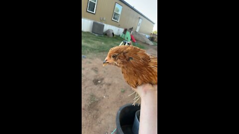 Big bird the prettiest chicken ever