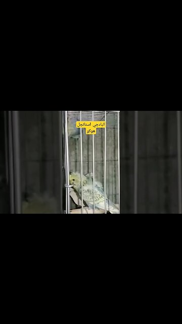 البادجي استانجل هوكو