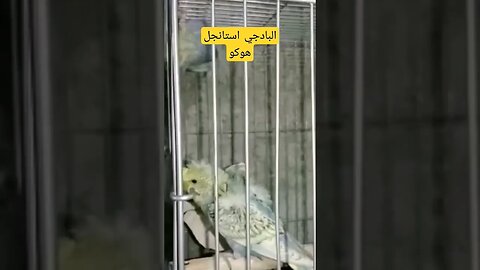 البادجي استانجل هوكو