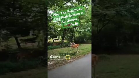 Why The Peachtree City Path System Is A Great Way To Get Around #shorts #peachtreecity