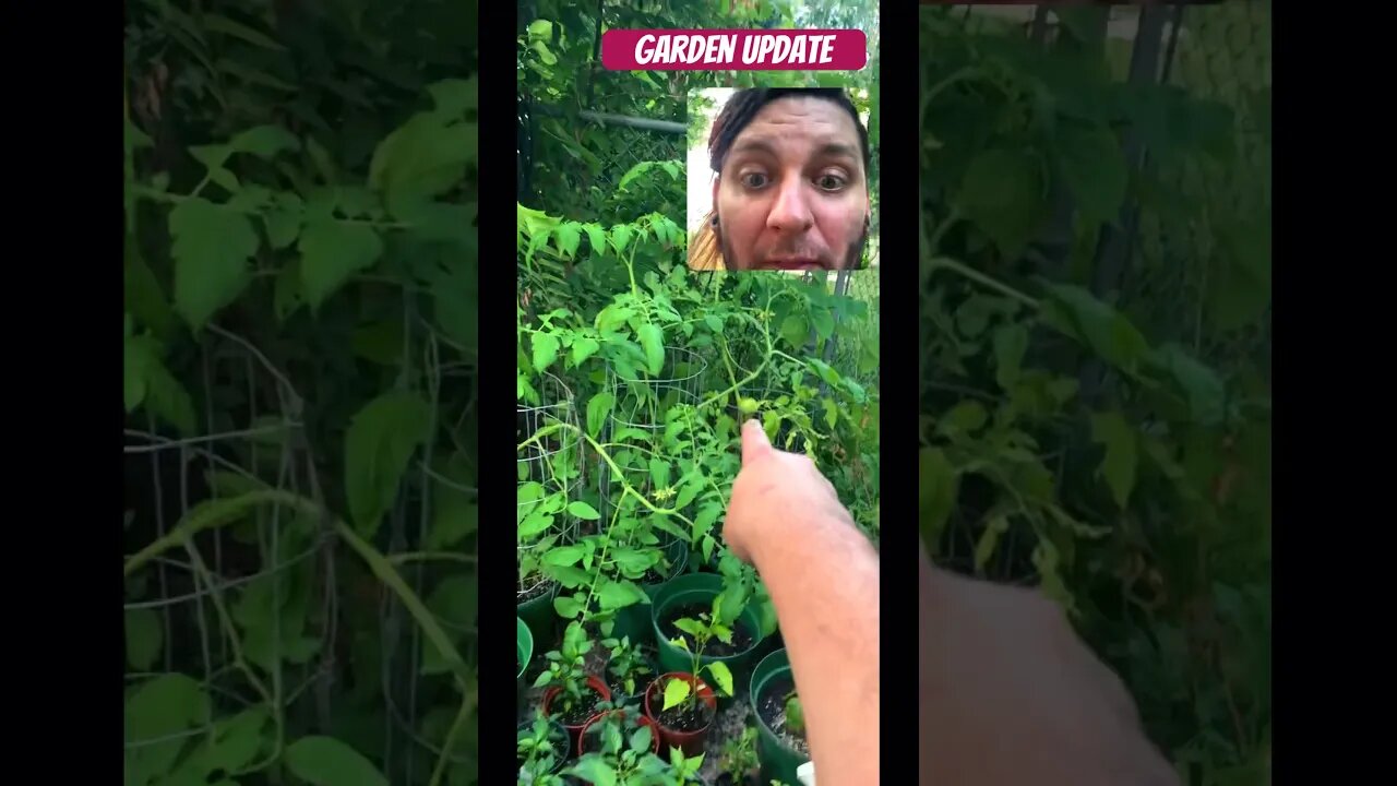 Monday garden update - The early girls are here!! #hotpeppers #gardening #chiliheads #tomatoes