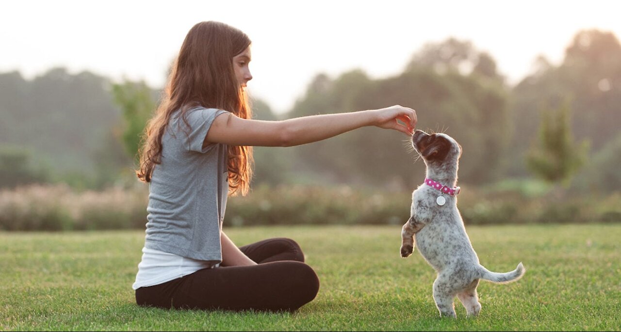 Puppy Learning and Performing Training Commands - Pets Training