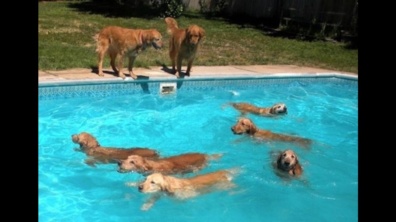 Teaching My Dogs How To Swim