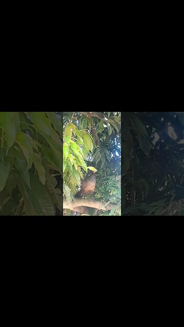 Jacu em cima da árvore em busca de comida