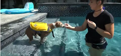 Teaching My Dogs How To Swim