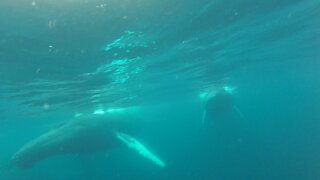 Whales surrounding the boat underwater view