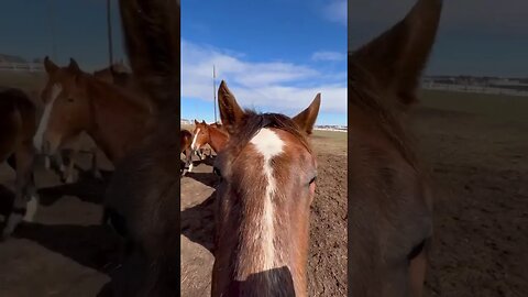 You know the adjustment is good when the herd is patiently waiting for their turn!