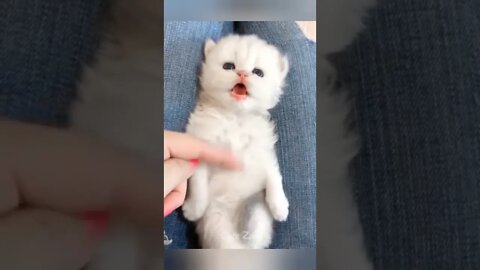 Cute pets, cute kitten