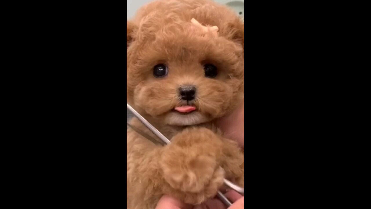 cute dog