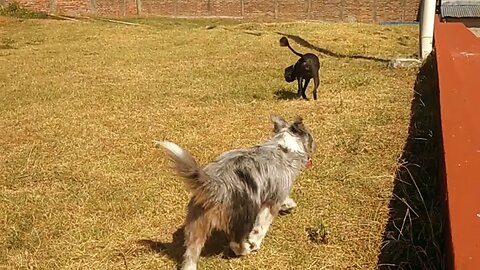 Día espectacular para los perritos en "El Hongo", Tacuarembó, Uruguay (07/01/2023)