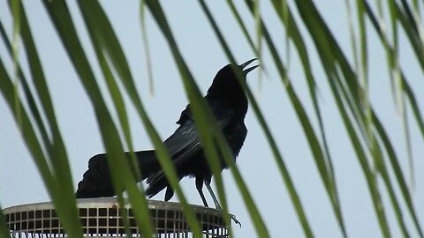 a grackle and the sky on April 28, 2022