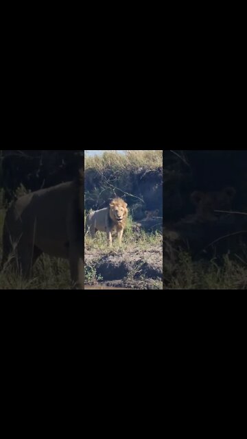 Wildlife Sightings Today 27/09/22 (Lions, Leopard, etc) | Lalashe Maasai Mara | #shorts