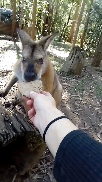 Hello Goggles 🦘🥰🥕🥕😁
