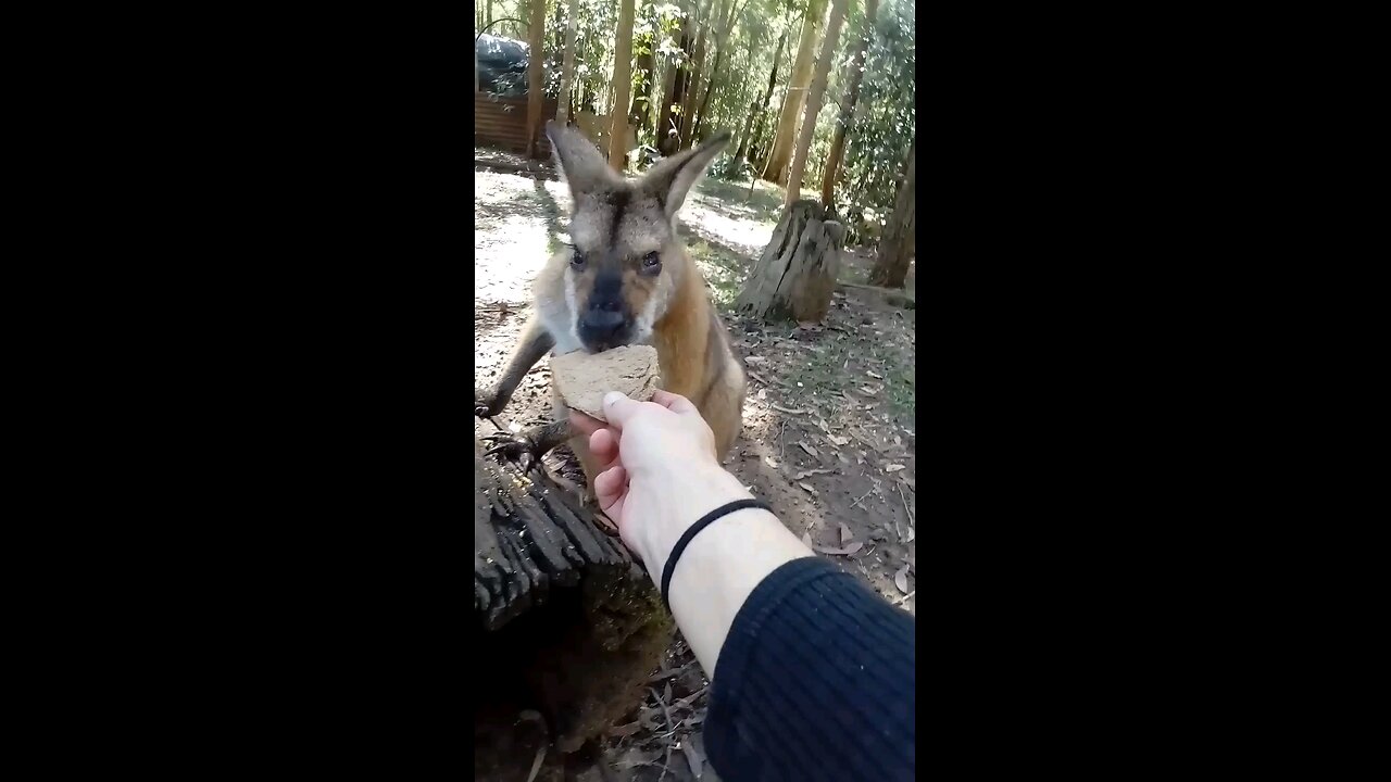 Hello Goggles 🦘🥰🥕🥕😁