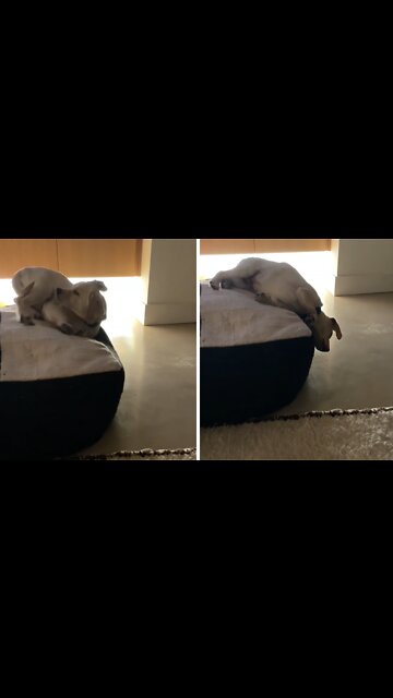 Sleeping Pup Hilariously Falls Off The Couch During Naptime