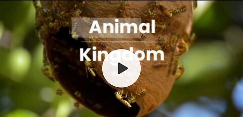 Animal Kingdom | FACTS MUST WATCH