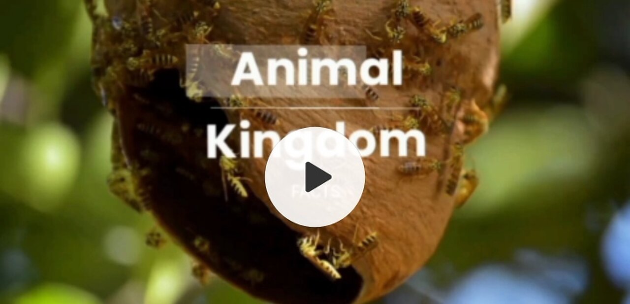 Animal Kingdom | FACTS MUST WATCH