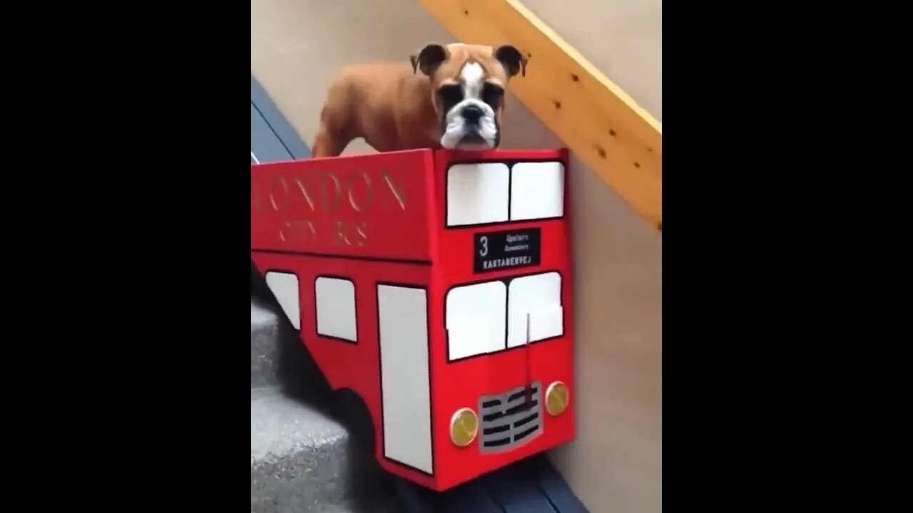 This dog owner made a bus lift for his dog who suffers from arthritis.. 😊 #shorts #animallovers