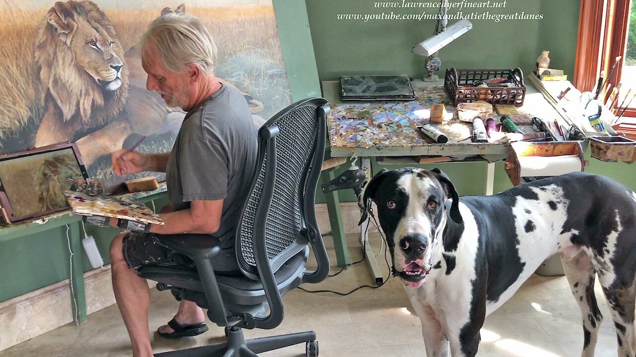 Bouncing Great Dane Video Bombs Artist's Lion Painting Video