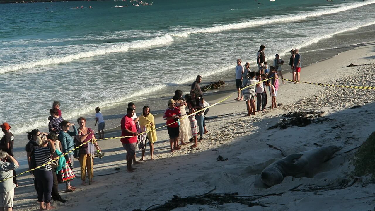 SOUTH AFRICA - Cape Town - Buffel the Southern Elephant seal on Fish Hoek Beach (pjM)