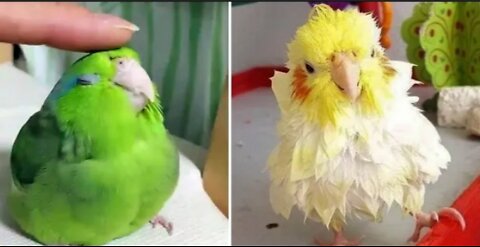 Very cute and funny parrots!