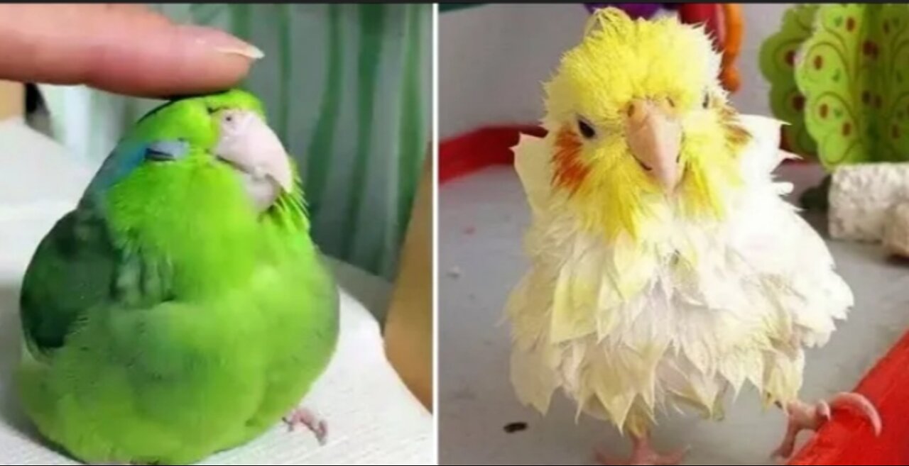 Very cute and funny parrots!