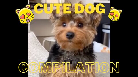 Cute Dog Compilation Vol 2 - These Doggies Will Brighten Your Day