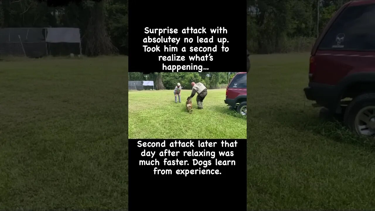 Training dogs for surprise attacks #malinoislovers #protectiondog