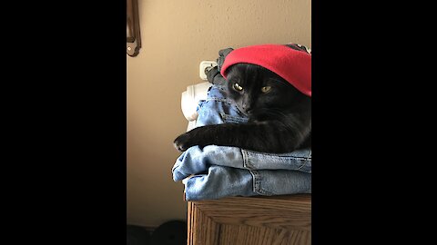 My cat111