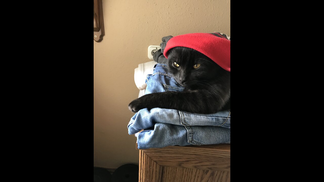 My cat111