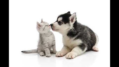 Amazingly Cute Pet Compilation Video Part #2