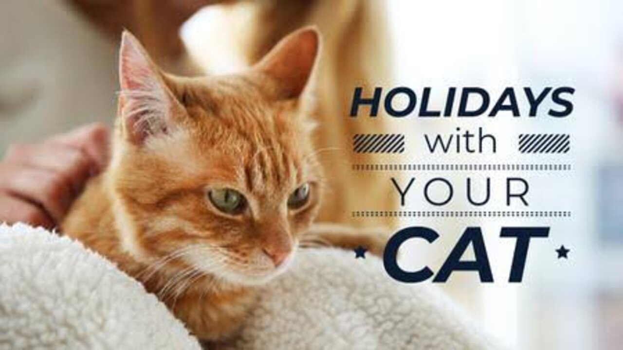 Cute and Funny Cat Videos to Keep You Smiling