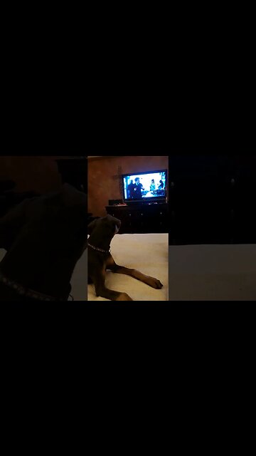 Puppy Watches TV! ❤️🐕🖥 #dobermanpinscher #dobermanpuppy #doberman #puppy #dobermanplanet #dobie