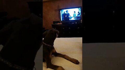 Puppy Watches TV! ❤️🐕🖥 #dobermanpinscher #dobermanpuppy #doberman #puppy #dobermanplanet #dobie