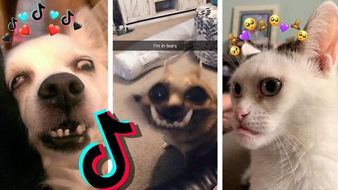 Dog's😂 and cat's viral tiktok funny video