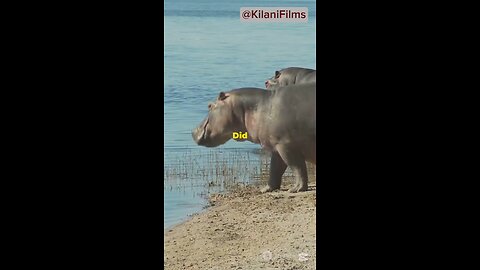 Hippopotamus 🦛 The most dangerous animal in the river! #shorts #hippopotamus #hippo #animals