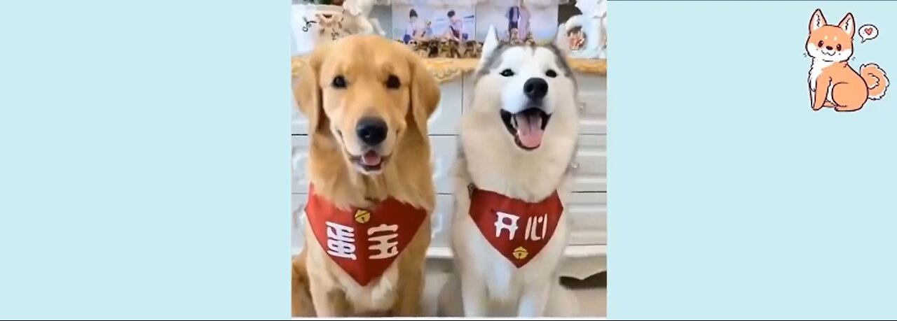 You Will Laugh and Enjoy Watching These Dogs