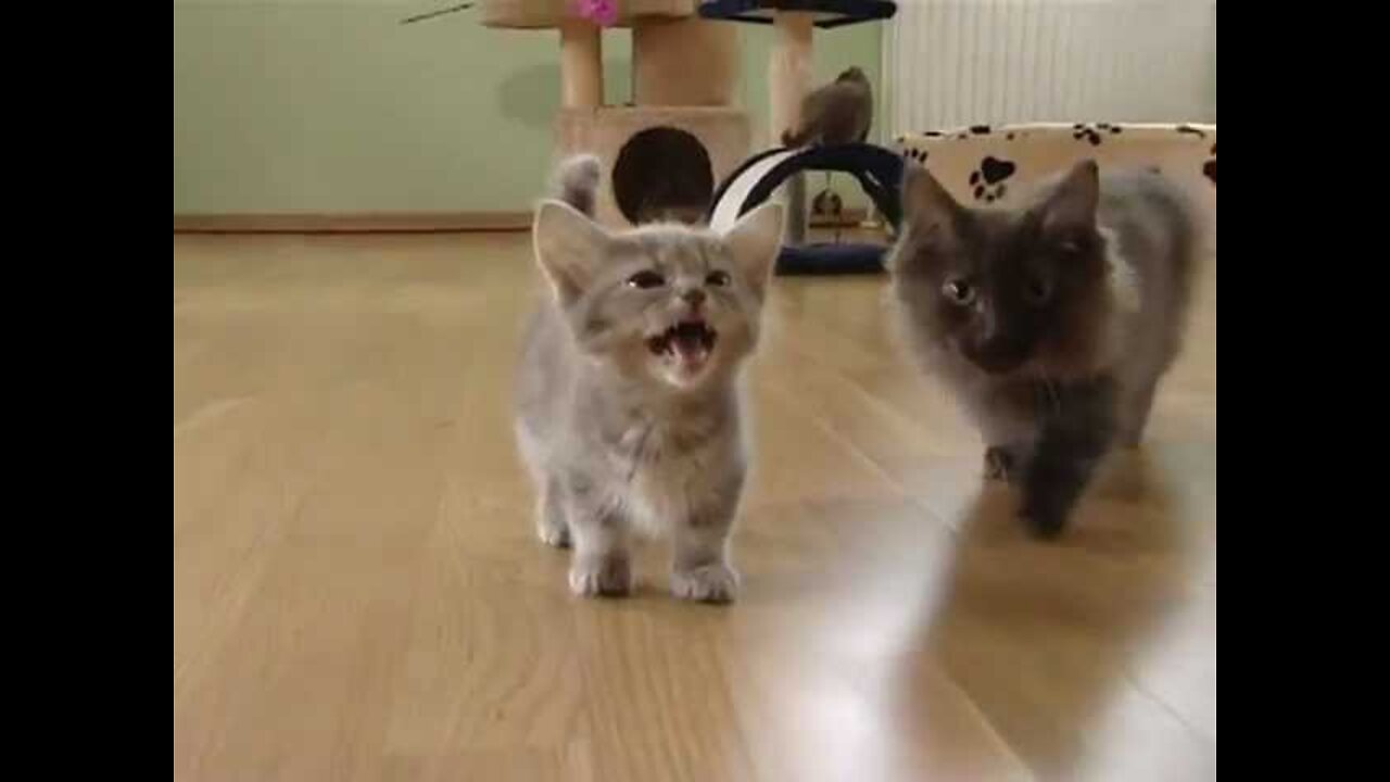 Cute munchkin baby kitten talks too much