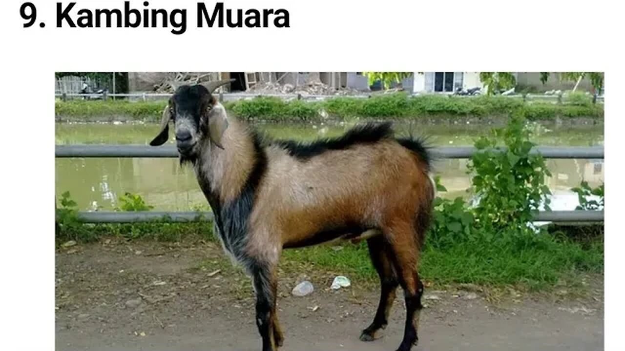 KAMBING MUARA