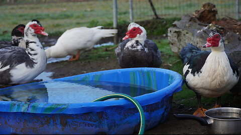 Ducks Dance…Then FIGHT! Ducks are UNPREDICTABLE