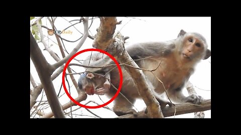 Monkey giving Birth to a baby on a tree.