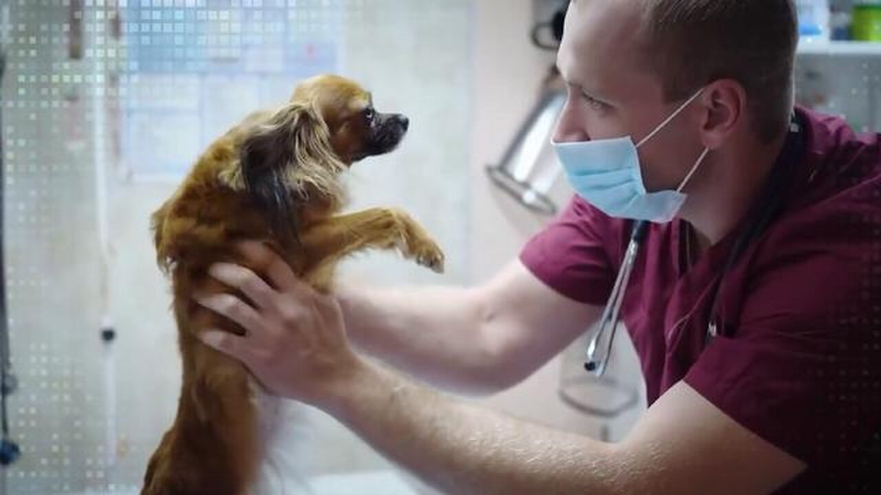 IVY LEAGUE SCIENTISTS UNCOVER THE SURPRISING REASON WHY SOME DOGS STAY HEALTHY INTO THEIR TEENS