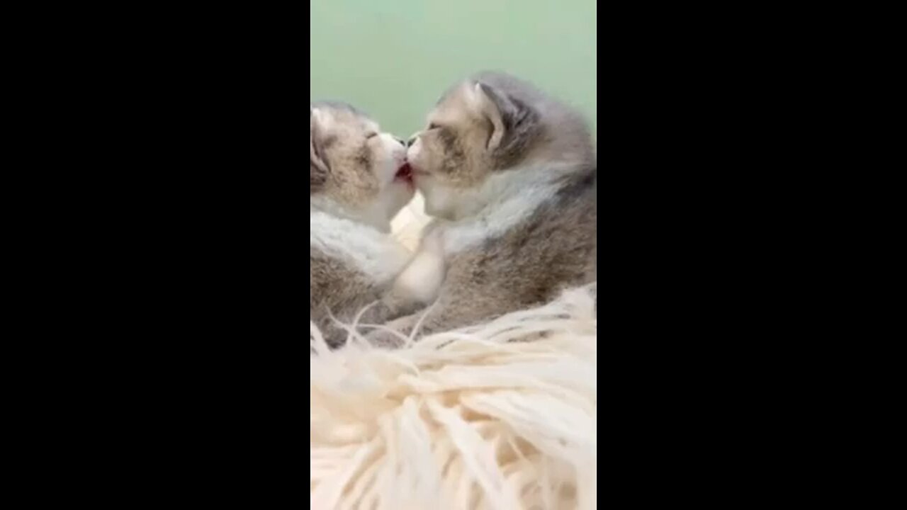 Awww Funny Cute Lovely Cats Kissing Together _ Funny Baby Cat Videos