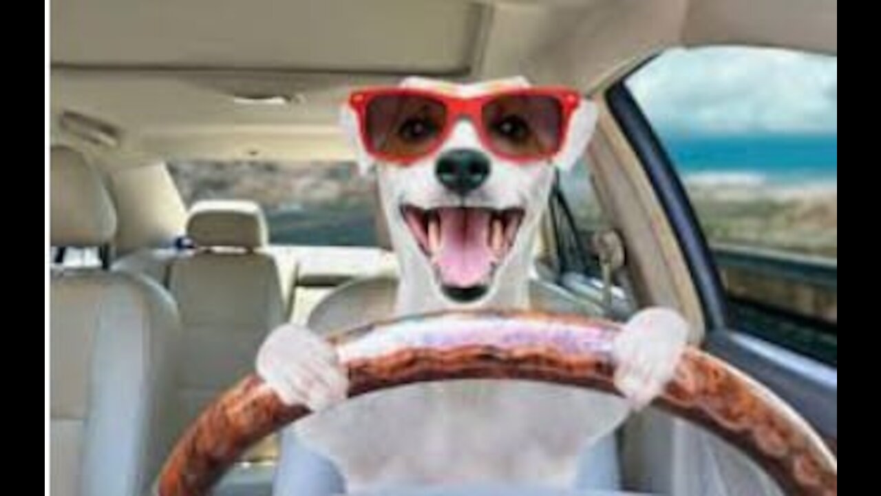Cute Funny Dog Video🔥🔥