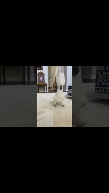 1Min Animal World #dogs #cats #pet