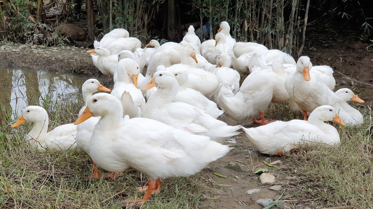 White ducks in Vietnam - Người Làng Mai