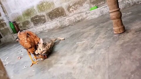 Cat vs rooster fight 38 secend funny video